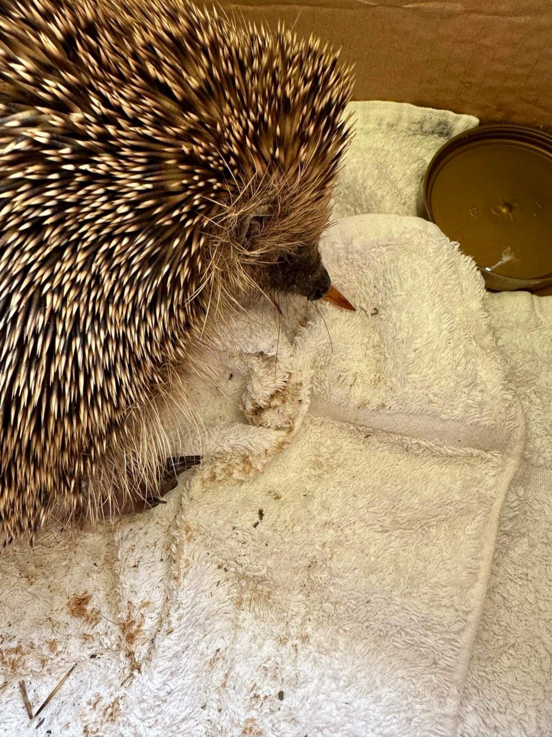 Hedgehog Rescue In Cornwall